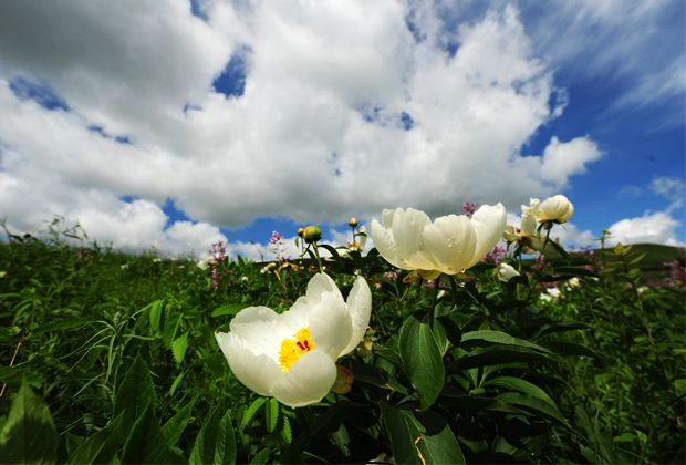 呼倫貝爾風(fēng)光圖